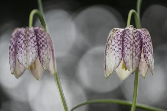 Snake's Head Fritillary (Fritillaria meleagris), Emsland, Lower Saxony, Germany