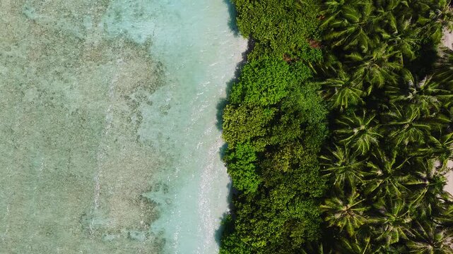 Barbados palm tree beach ariel view. White sand divides coconut palms from a shallow turquoise lagoon with coral patches as gentle waves lap in bright day.