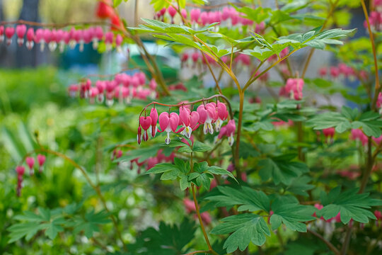 A close-up of the flowers of the magnificent Dicenter (Lamprocapnos spectabilis) in full bloom, with pink petals shaped like a heart hanging from a green stem.