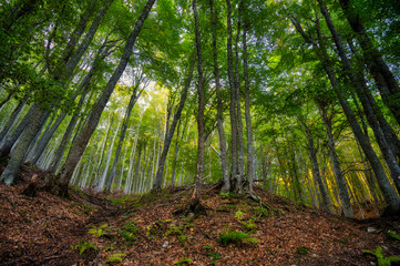Fototapeta premium Wide-angle view of a dense beech forest with tall green trees and dry autumn leaves covering the ground, Baba Mountain, Macedonia.