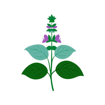 Basil Flower, flat 2D graphic illustration in a modern minimal style, isolated on a white background.