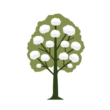 Flat 2D illustration of Kapok Tree, clean vector illustration style, isolated on a white background.