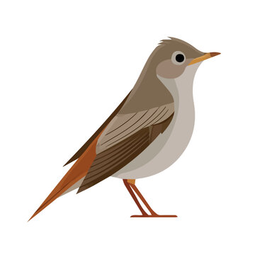 Nightingale, flat 2D illustration, minimal modern design, clean shapes, isolated on a white background.