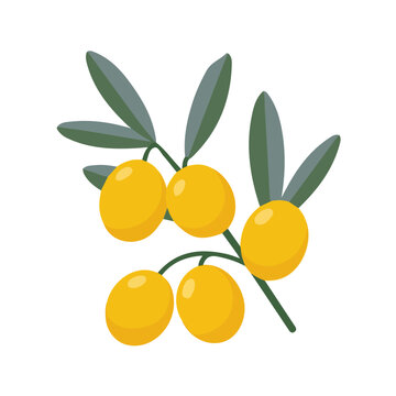 Oleaster, flat 2D illustration, minimal modern design, clean shapes, isolated on a white background.