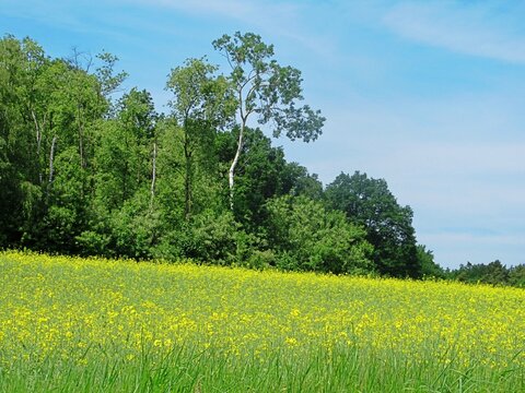 petersdorf, deutschland - fr&uuml;hlingswiese mit gelben bl&uuml;ten 