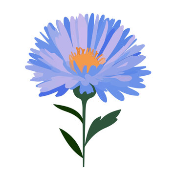 Aster Flower, flat 2D graphic illustration in a modern minimal style, isolated on a white background.
