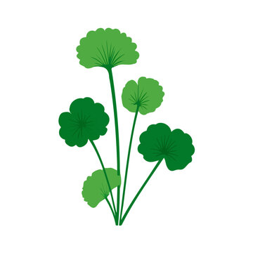 Gotu Kola, flat 2D graphic illustration in a modern minimal style, isolated on a white background.