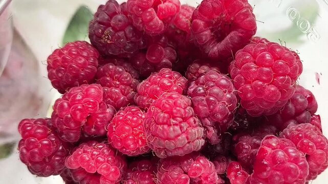 Fresh raspberry harvest in transparent plastic container, sorting, packaging and delivery of berries, healthy food and agriculture concept.