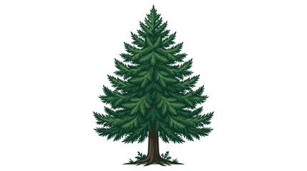 Evergreen Pine Tree Vector Illustration © suris