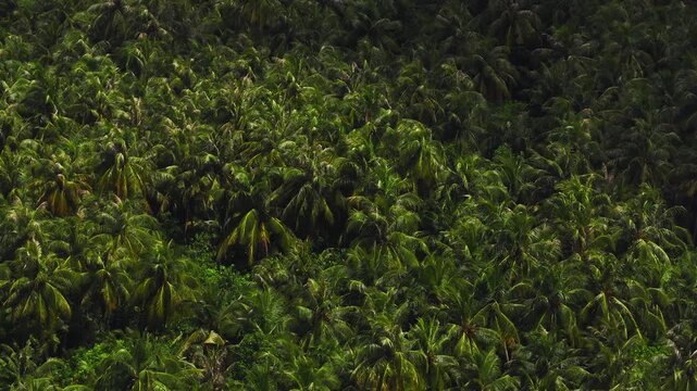 Aerial daylight sweep shows coconut palms on Dhigurah Island, Maldives. Fronds sway, pockets of sunlight move, and a small thatched roof appears among trees.