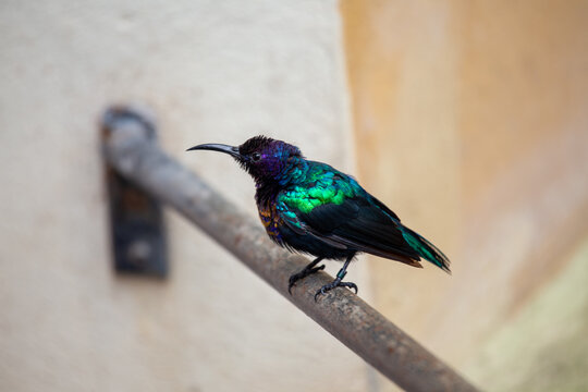Iridescent sunbird perched on a metal rail