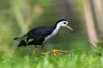 Obraz premium White-breasted Waterhen walking across grass