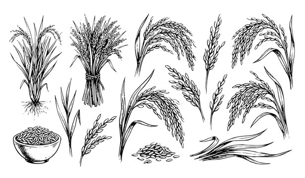 Hand Drawn Rice Wheat Grain and Cereal Crop Sketch Collection with Agricultural Botanical Illustrations