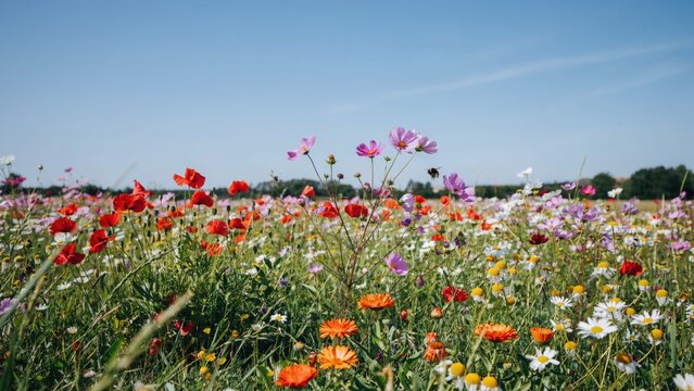 Vibrant wildflower meadow with colorful cosmos flowers poppies and daisies under bright blue sky during sunny summer day.