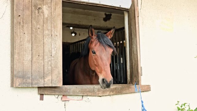 A horse stands at the barn window with its head stretched out. The barn has wooden boards and is in a bright outdoor setting. There are plants nearby.