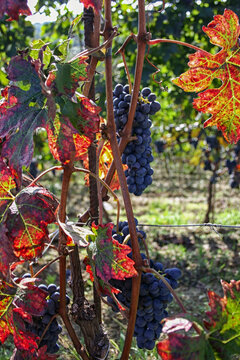 Colorful vineyard