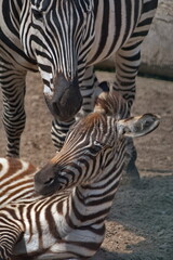 Fototapeta premium Zebra-Fohlen mit Mutter