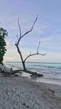 Serene Tropical Beach with White Sand and Lush Green Trees on a Sunny Day