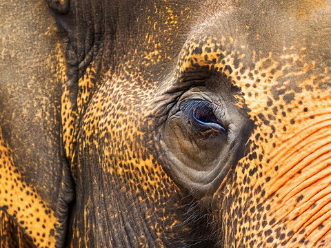 Mirada de Elefante