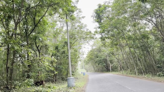Scenic 4K footage of a quiet asphalt road winding through dense green forest, with tall trees, roadside lamps and a white car approaching, capturing peaceful tropical travel and nature.