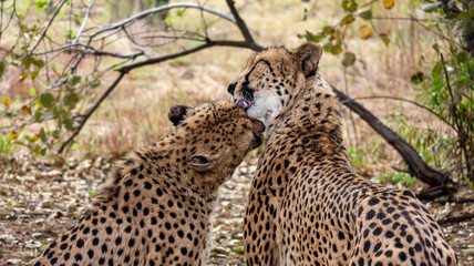 Cuddly Cheetahs in South Africa © Patricia BC