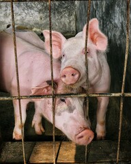 Young pink pigs standing together behind a cage fence in a commercial swine breeding facility, square layout. © EvaristaOktaviana