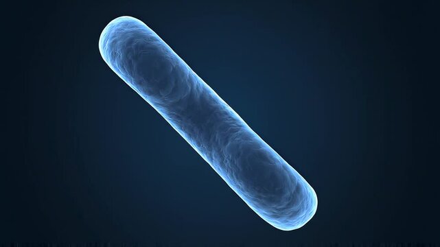 Rod shaped bacillus bacterium microscopic view