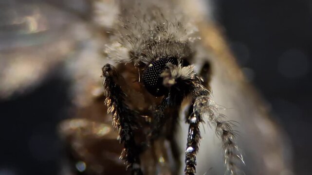 Macro shot of a drain fly Psychodidae moth fly on a dark background