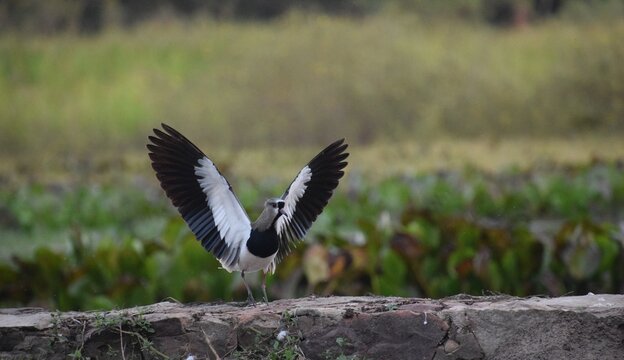 vanellus chilensis taking off from a stone wall