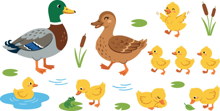 Cute cartoon duck family vector illustration set with mallard drake female duckling characters swimming on pond with lily pads elements