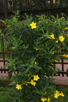 Golden allamanda trumpet flowers growing on a metal garden fence with allamanda blooming botanical climbing