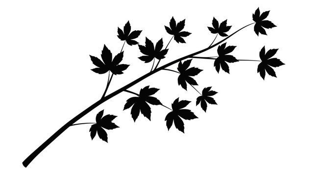 Black silhouette of a maple leaf branch on white background vector illustration for nature design