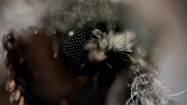 Macro shot of a drain fly Psychodidae moth fly on a dark background