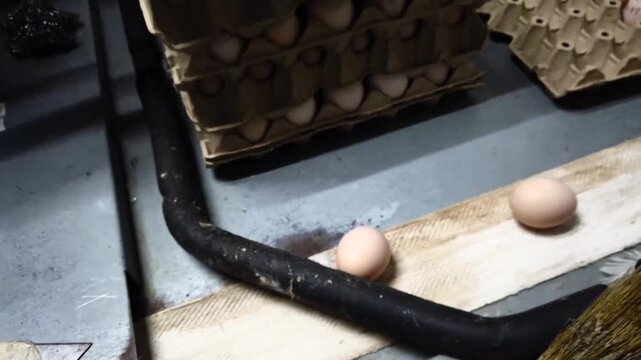 Close-up of a worker wearing protective blue gloves inspecting and sorting fresh chicken eggs in a commercial egg processing facility. Eggs are carefully arranged in plastic trays during quality contr