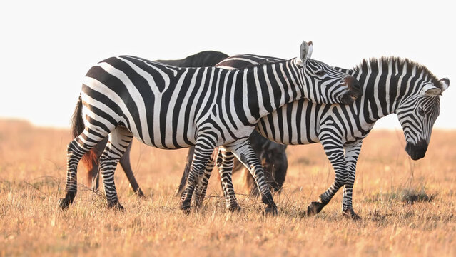 Plains Zebras Walking Together on Golden Savanna Grassland, Masai Mara, Kenya