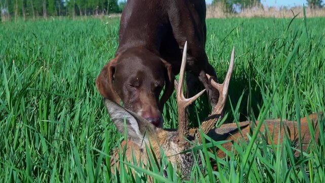 A hunting dog has killed a roe deer. Roe deer hunt results.