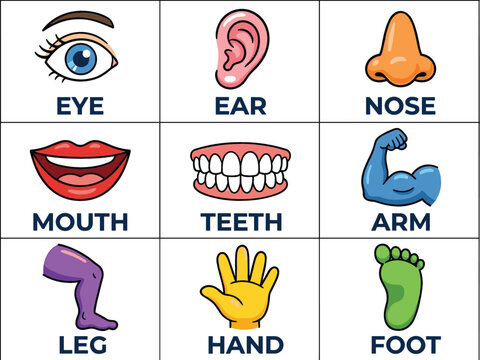 Human Body Parts Educational Flashcard Set Featuring Eye Ear Nose Mouth Teeth Arm Leg Hand and Foot Cartoon Vector Icons for Kids Vocabulary Learning