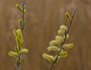 Closeup of the twig of a willow tree with fluffy green catkins - salix  © Kristof Lauwers