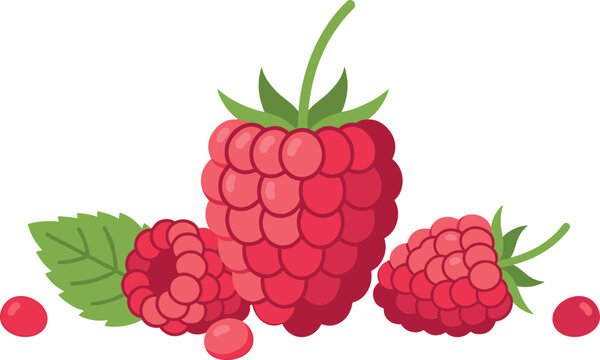 Sweet organic raspberries graphic element flat cartoon style vector for recipe book decoration fruit market advertising and summer harvest concept