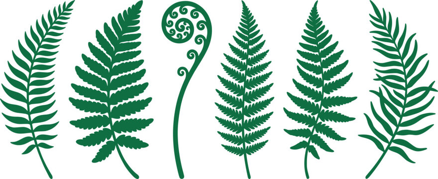 Green Fern Leaves Vector Silhouette Set with New Zealand Koru Frond and Tropical Botanical Forest Foliage Elements