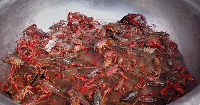 Fresh live crayfish crawling in a metal basin filled with water, prepared for cooking as a popular seafood dish.