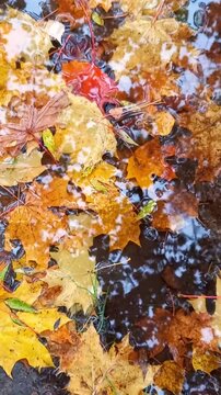 Yellow and orange maple leaves floating in puddle beneath raindrops, rich autumn colors, seasonal textures, quiet autumnal mood.