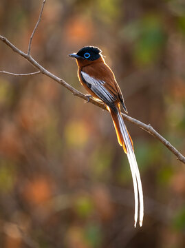 Luminous afternoon sunbeams slice through dense brush, flawlessly outlining the soft contours of a Madagascar Paradise Flycatcher.