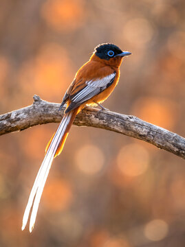 An extraordinarily vivid, sapphire-blue ring defines the striking gaze of the stationary Madagascar Paradise Flycatcher.