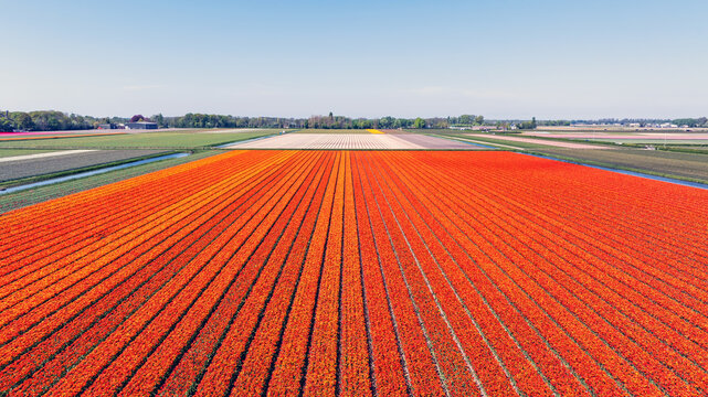 Aerial view of vibrant orange and red tulip fields in full bloom, with neat rows stretching across the landscape under a clear blue sky in Lisse, South Holland, Netherlands.