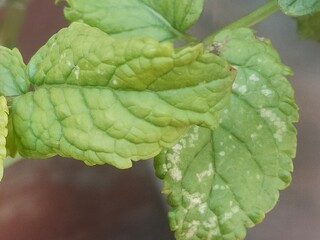 Close-Up of Fresh Mint Leaves © Oualid