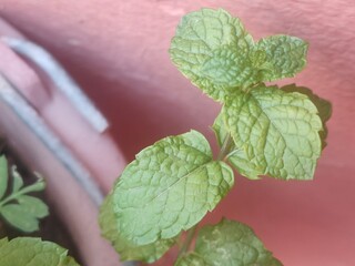 Close-Up of Fresh Mint Leaves © Oualid
