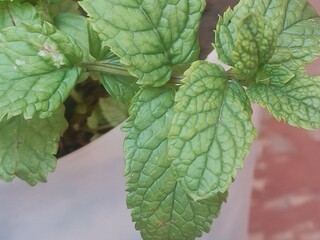 Close-Up of Fresh Mint Leaves © Oualid