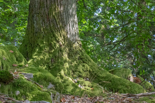 Mossy tree trunk in lush forest setting featuring textured bark and green foliage for serene nature mood