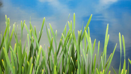 Obraz premium Green grass growing near Trokiele church reflecting in blue water